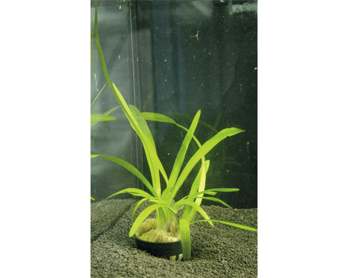 Plantă acvariu Sagitaria Eatoni Easy 3