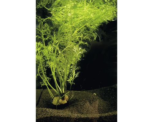 Plantă acvariu Ceratopteris Siliquosa Easy 4