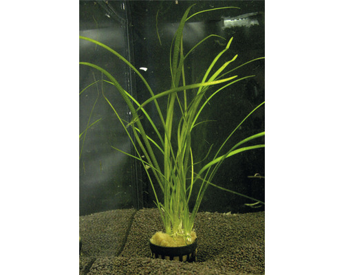 Plantă acvariu Sagittaria Subulata Easy 5