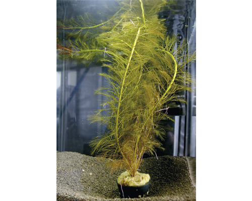 Plantă acvariu Myriophyllum Mattogrossense Medium4
