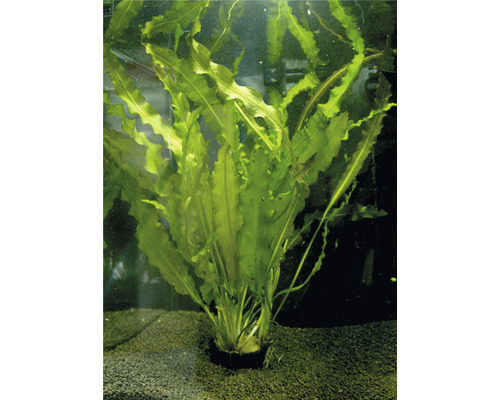 Plantă acvariu Aponogeton Crispus Easy 4
