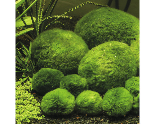 Acvariu cu bile de mușchi de diferite dimensiuni