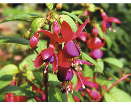Cerceluș FloraSelf Fuchsia-Cultivars ghiveci Ø 18 cm