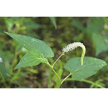Floare de plantă Coada Șopârlei