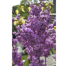 Arborele lui Iuda înflorit cu flori și frunze