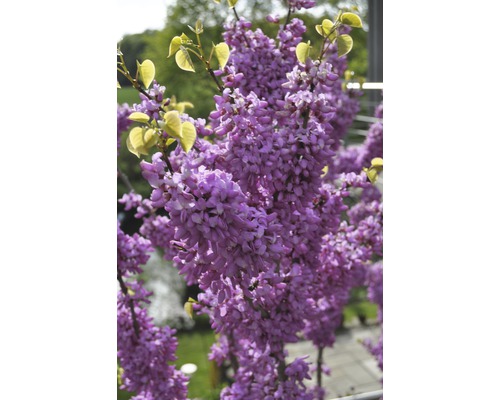 Arborele lui Iuda înflorit cu flori și frunze