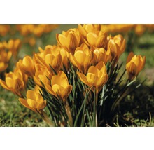 Crocusi galbeni în grădină