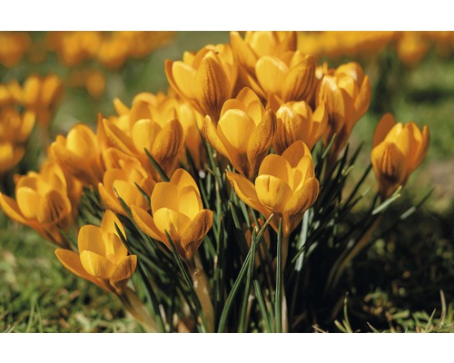 Crocusi galbeni în grădină