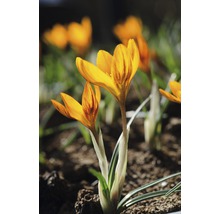 Prim-plan cu flori de crocus într-o grădină.