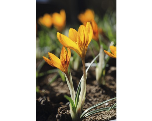 Prim-plan cu flori de crocus într-o grădină.