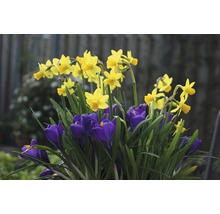 Aranjament floral cu narcise și crocus
