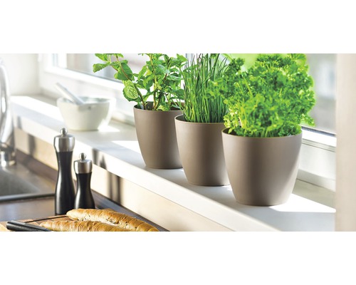 Ierburi aromatice în ghivece pe un pervaz, ustensile de bucătărie în fundal