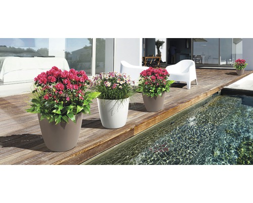 Ghivece decorative cu flori pe o terasă lângă o piscină