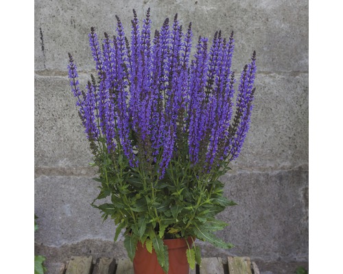 Plantă de salvie în ghiveci