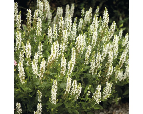 Plantă de salvie înflorită în grădină