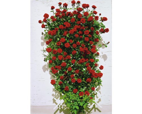 Trandafir cățărător FloraSelf Rosa-Cultivars 'Kletter Mix' H 70-80 cm ghiveci Ø 19 cm