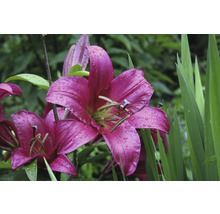 Prim-plan cu flori de crin roz în grădină, cu picături de apă pe petale.