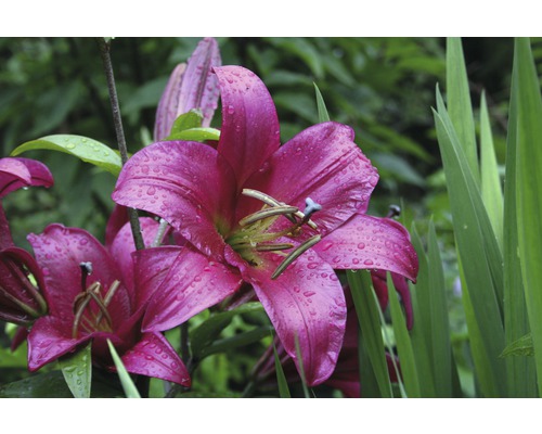 Prim-plan cu flori de crin roz în grădină, cu picături de apă pe petale.