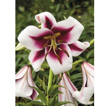 Prim-plan cu o floare de crin cu petale alb-vișiniu.