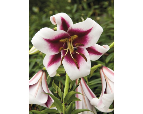 Prim-plan cu o floare de crin cu petale alb-vișiniu.