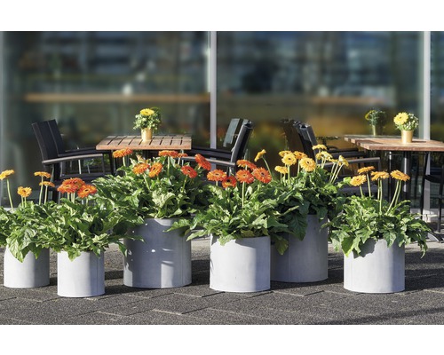 Rând de jardiniere cu gerbera în fața unei cafenele