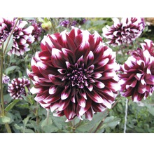 Prim-plan cu o dalie cu dungi roșii și albe