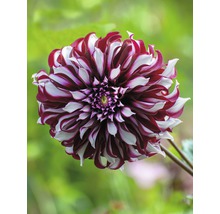 Prim-plan cu o dalie în dungi roșu-alb