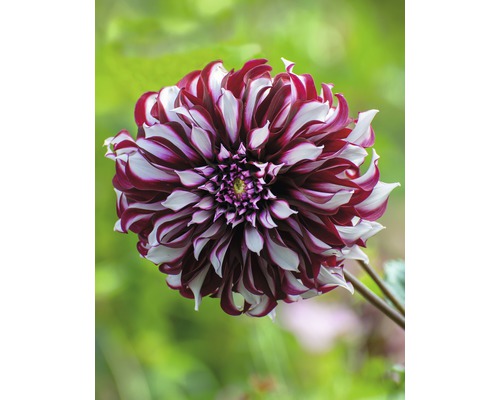 Prim-plan cu o dalie în dungi roșu-alb