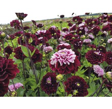 Câmp cu dalii înflorite