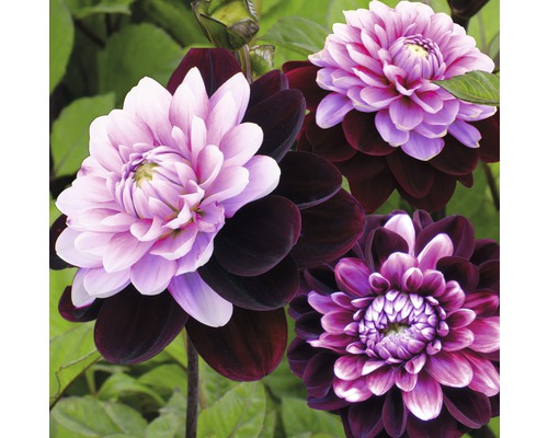 Prim-plan cu flori de dalie cu petale închise și deschise la culoare