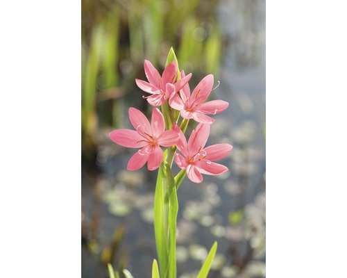Gladiola de iaz FloraSelf Schizostyllis coccinea 'Mrs Hegarty' ghiveci Ø 9 cm Floare triplă Schizostylis Coccinea Major pe o tulpină