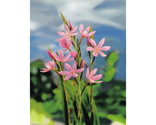 Plantă Schizostylis Coccinea înflorită în grădină