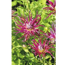 Prim-plan cu flori de dalie în grădină