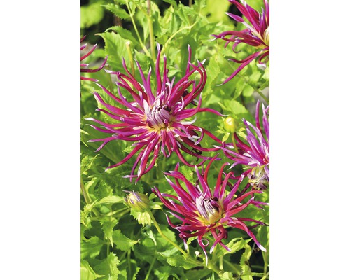 Prim-plan cu flori de dalie în grădină