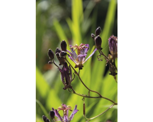 Prim-plan cu un crin broască înflorit