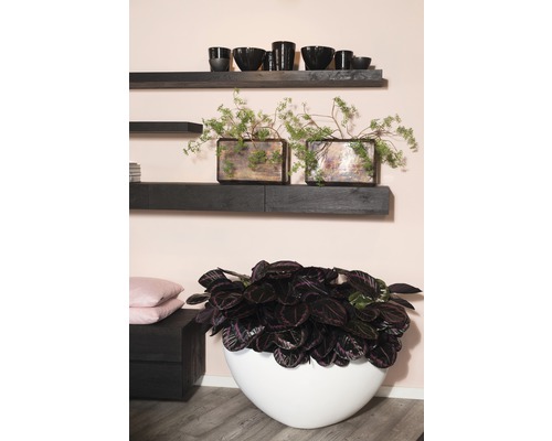 Cameră de zi cu rafturi de perete, obiecte decorative și plante de interior în jardiniere.