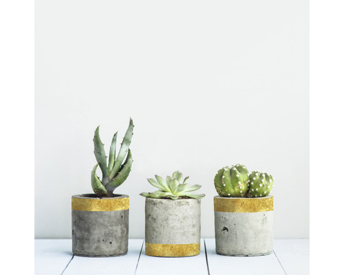 Trei ghivece de ciment cu aloe, suculentă și cactus