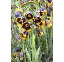 Grup de flori de fritillaria meleagris în grădină