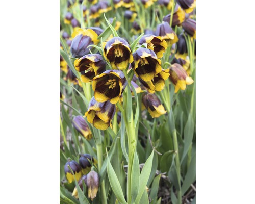 Grup de flori de fritillaria meleagris în grădină