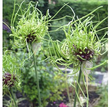 Trei plante de ceapă decorativă într-un strat de grădină