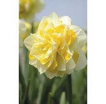Floare de narcisă dublă galbenă în prim-plan