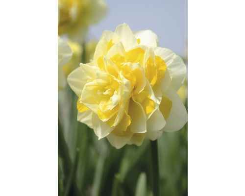 Floare de narcisă dublă galbenă în prim-plan