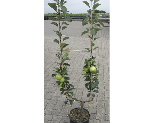 Măr spalier în ghiveci