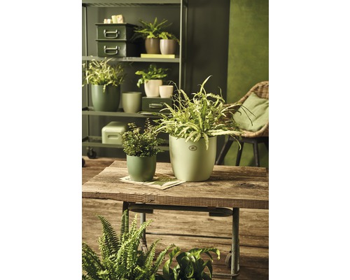 Ghivece decorative cu plante de interior pe o masă de lemn într-o cameră.
