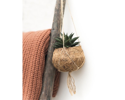 Plantă suspendată cu coș din fibre de cocos și o suculentă