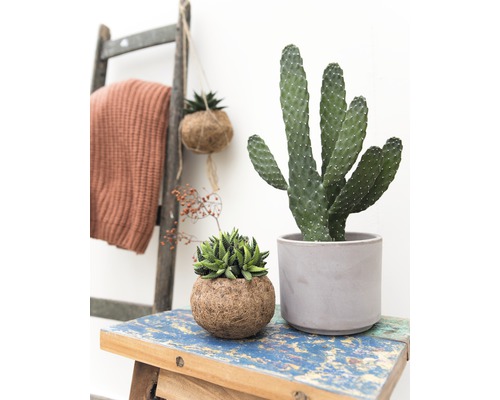 Aranjament de plante de interior cu cactus și suculente pe un scaun cu o scară în fundal.