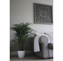 Plante verzi mix FloraSelf H 120-140 cm ghiveci Ø 24 cm-thumb-13 Plante verzi mix FloraSelf H 120-140 cm ghiveci Ø 24 cm-thumb-13