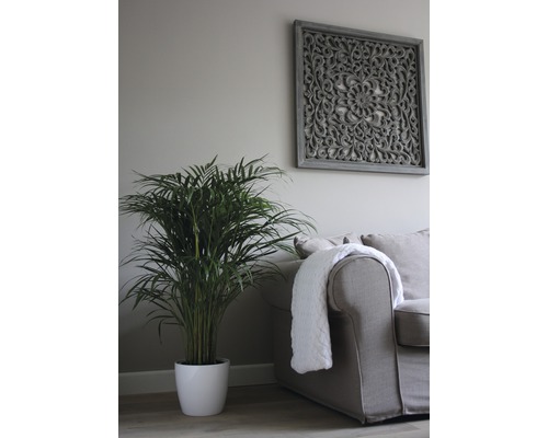 Cameră de zi cu plantă de interior, canapea și decor de perete