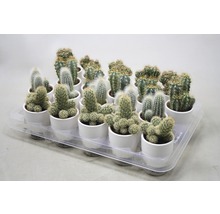 Tavă cu diverși cactuși în ghivece albe