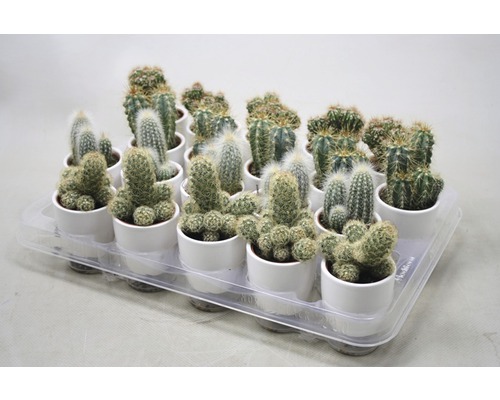 Tavă cu diverși cactuși în ghivece albe